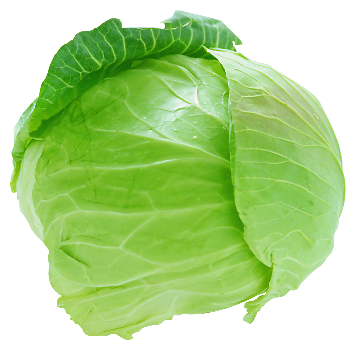 Cabbage