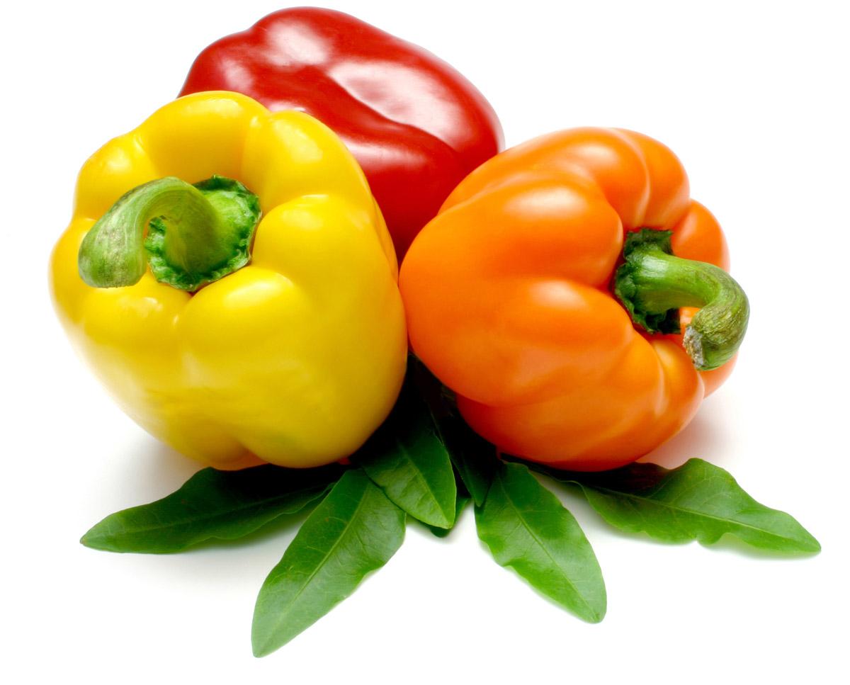 Capsicum
